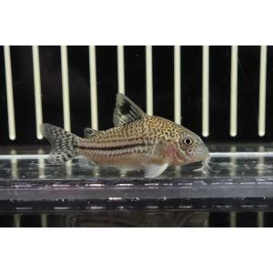 コリドラス 販売の商品一覧 通販 Yahoo ショッピング