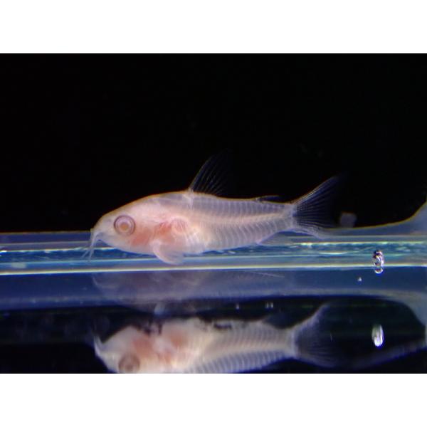 【淡水魚】爆安 新種 コリドラス アルビノ ピグミー【1匹 サンプル画像】（コリドラス）