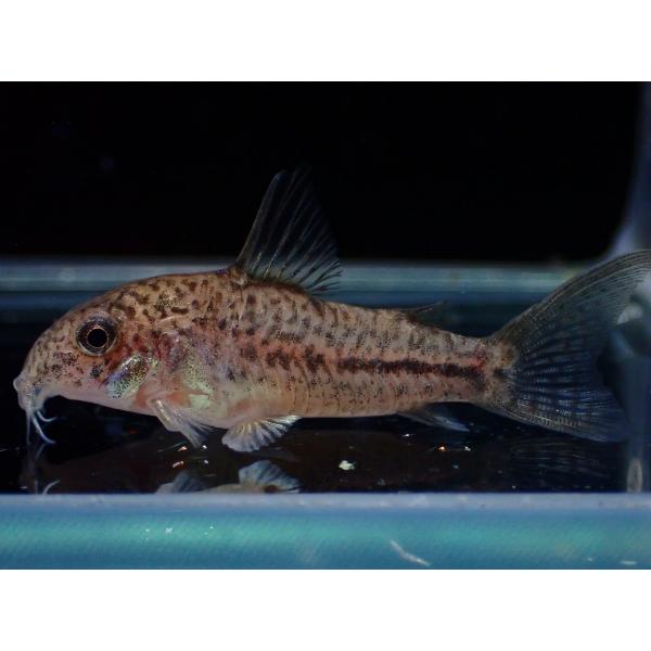 【淡水魚】【通販】コリドラス ブレエイ【１匹 サンプル画像】(±4cm)(コリドラス)