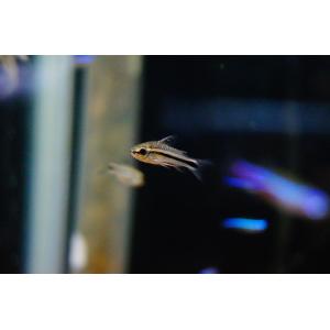 【淡水魚】コリドラス　ピグミー【5匹 サンプル画像】（生体）