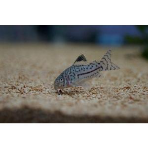【淡水魚】【通販】コリドラス ジュリー(トリリネ...の商品画像