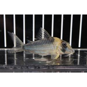 コリドラス アドルフォイ 熱帯魚 の商品一覧 生き物 生体 ペット用品 生き物 通販 Yahoo ショッピング