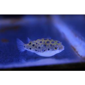 淡水フグ 熱帯魚 アクアリウム用品 の商品一覧 ペット用品 生き物 通販 Yahoo ショッピング