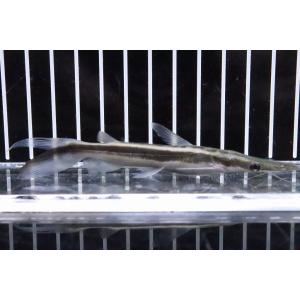 【淡水魚】【通販】シャベルノーズキャット【1匹 サンプル画像】(±6-8cm)(大型魚)