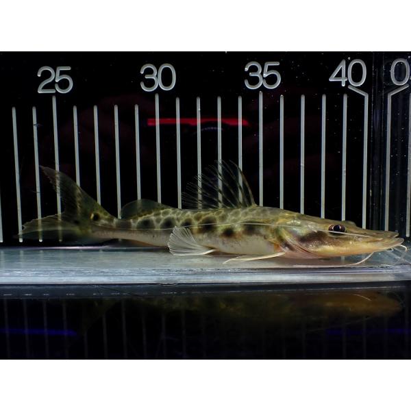 【淡水魚】【通販】特価 エイティーンスポットシャベルノーズキャット ワイルド【1匹 サンプル画像】(...