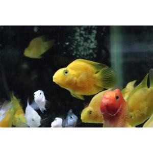 【淡水魚】イエローパロット【1匹 サンプル画像】(±6-7cm)(大型魚)