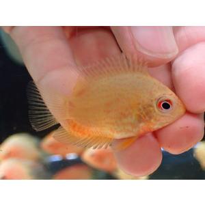 【淡水魚】【通販】ゴールデンセベラム【1匹 サン...の商品画像