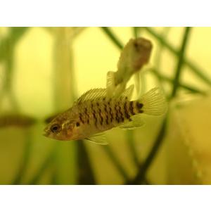 【淡水魚】【通販】バジス バジス【1匹 サンプル画像】の商品画像