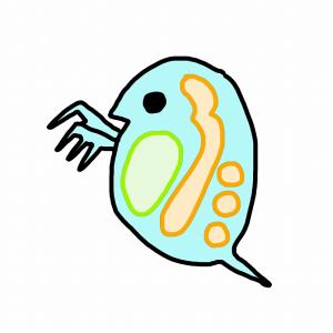 【淡水魚】活 ミジンコ【0.2g(約600匹)】(生きみじんこ)｜petballoonshop