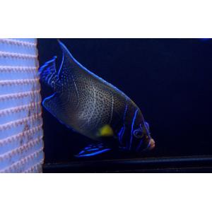 【海水魚】サザナミヤッコ（Adult)(1匹)±16-18ｃｍ(サンプル画像）（生体）