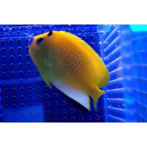 【海水魚・ヤッコ】シテンヤッコ(Mサイズ) (1匹)±11-14cm(サンプル画像）（生体）｜ペットバルーン ヤフー店