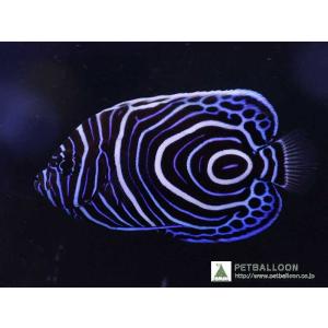 【海水魚】ウズマキ (SMサイズ）(1匹)±5-6cm(サンプル画像）（生体）