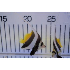 【海水魚・チョウチョウウオ】ハタタテダイ（SMサイズ）（3匹セット）±5-6cm(サンプル画像）（生体）