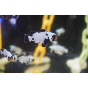 スノーフレークオセラリスの商品一覧 通販 Yahoo ショッピング