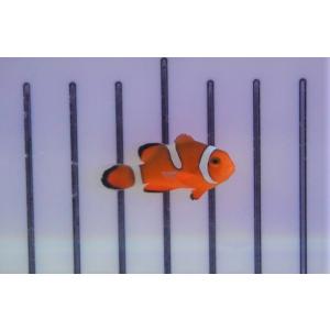 【海水魚・クマノミ】ブリード・カクレクマノミ （イレギュラーバンド）（3匹）±3-4cm (サンプル画像）（生体）