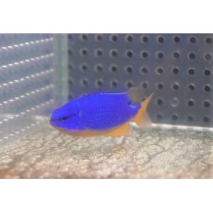 【海水魚・スズメダイ】フィジーダムセル（1匹）（±5-6cm）（サンプル画像）（生体）｜petballoonshop