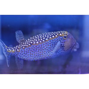 ペットバルーン ヤフー店 フグ 海水魚 Yahoo ショッピング