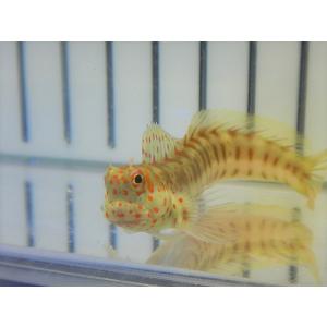 【海水魚・ギンポ】モンツキカエルウオ （Red Spot)(1匹)±5-7cm　(サンプル画像）（生体）