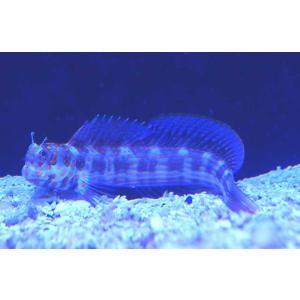 【海水魚・ギンポ】モンツキカエルウオsp.(オレンジスポット) (1匹)±6-8cm(サンプル画像）...