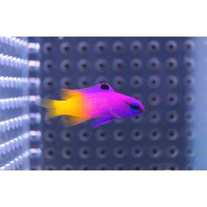 【海水魚】ロイヤルグラマ(SM〜Mサイズ）(1匹)±4-5cm(サンプル画像）（生体）