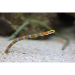 ペットバルーン ヤフー店 アナゴ ウツボ 海水魚 Yahoo ショッピング