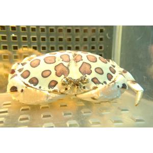 ペットバルーン ヤフー店 エビ カニ 甲殻類 海水生物 Yahoo ショッピング