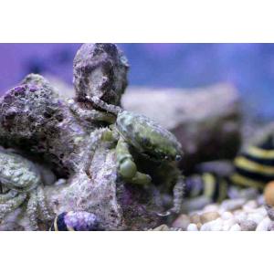 【海水魚】最強コケ取りカニ♪エメラルドグリーンクラブ （3匹）±2-3cm(サンプル画像）（生体）