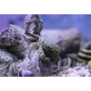 【海水魚】最強コケ取りカニ♪エメラルドグリーンクラブ (1匹)±2-3cm(サンプル画像）（生体）