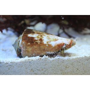 【海水魚】マガキガイ　（マガキ　水槽内掃除　クリーナー　貝）（5匹）(サンプル画像）（生体）