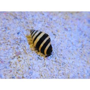 【海水魚・貝】バンブルビースネイル(1匹)±1....の商品画像