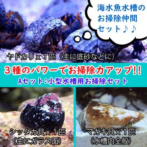 ペットバルーン ヤフー店 コケ取り貝 貝類 海水生物 Yahoo ショッピング