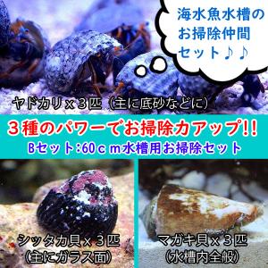 ペットバルーン ヤフー店 コケ取り貝 貝類 海水生物 Yahoo ショッピング