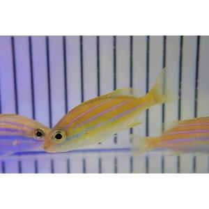 海水魚 ヘコアユ 10匹 サンプル画像 生体 U1f98ketmu 観賞魚生体 Gasofttech Com