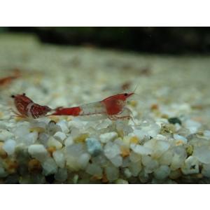 淡水エビ 鑑賞魚生体 の商品一覧 熱帯魚 アクアリウム用品 ペット用品 生き物 通販 Yahoo ショッピング