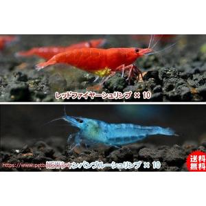 淡水エビ 鑑賞魚生体 の商品一覧 熱帯魚 アクアリウム用品 ペット用品 生き物 通販 Yahoo ショッピング