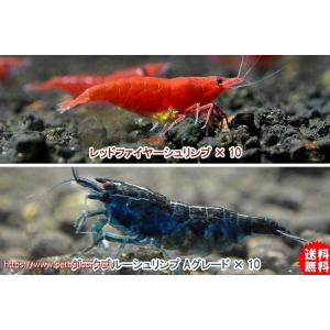 淡水エビ 鑑賞魚生体 の商品一覧 熱帯魚 アクアリウム用品 ペット用品 生き物 通販 Yahoo ショッピング
