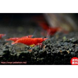 淡水エビ 鑑賞魚生体 の商品一覧 熱帯魚 アクアリウム用品 ペット用品 生き物 通販 Yahoo ショッピング