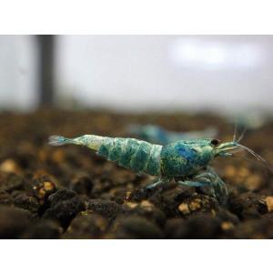 淡水エビ 鑑賞魚生体 の商品一覧 熱帯魚 アクアリウム用品 ペット用品 生き物 通販 Yahoo ショッピング