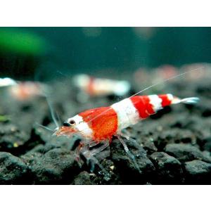 ペット エビの商品一覧 通販 Yahoo ショッピング