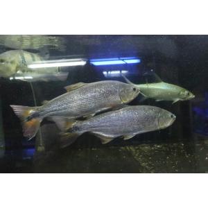 【淡水魚】超大特価 ビッグサイズ ドラド パンタナール産 ワイルド【１匹 サンプル画像】(±27-30cm)(大型魚)｜petballoonshop