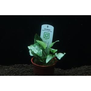 水草 トロピカ社 1-2-Grow! ブセファランドラ・クダガン 2カップ（組織