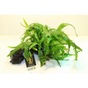 ペットバルーン ヤフー店 トロピカ社 活着済み水草 水草 Yahoo ショッピング