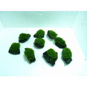 【水草】プレミアムモス石付(無農薬)【1個】
