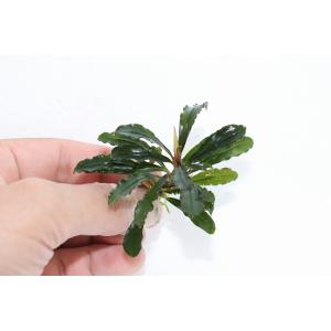 ブセファランドラ 種の商品一覧 通販 Yahoo ショッピング