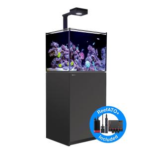 SPECTRA SP200（スペクトラ） ブラック : チャーム charm