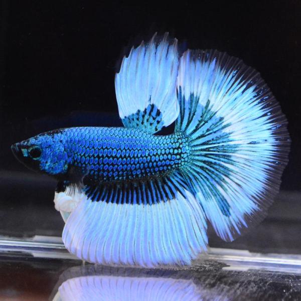 ベタ 熱帯魚 生体 ハーフムーン グリーンブラックバタフライ オス ブルー系