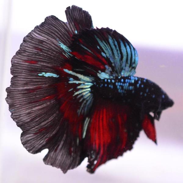 ベタ 熱帯魚 生体 ハーフムーン ブラックスター オス ブルー系