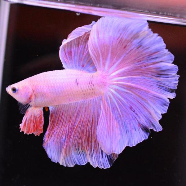 ベタ 熱帯魚 生体 ハーフムーン ピンク オス レッド系