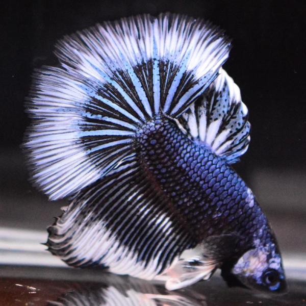 ベタ 熱帯魚 生体 ハーフムーン ブルーブラックバタフライ オス