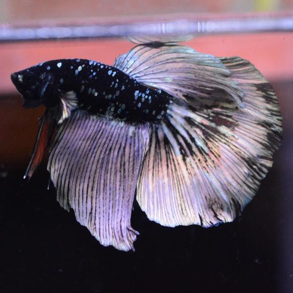 ベタ 熱帯魚 生体 ハーフムーン ブラックスターカッパー オス